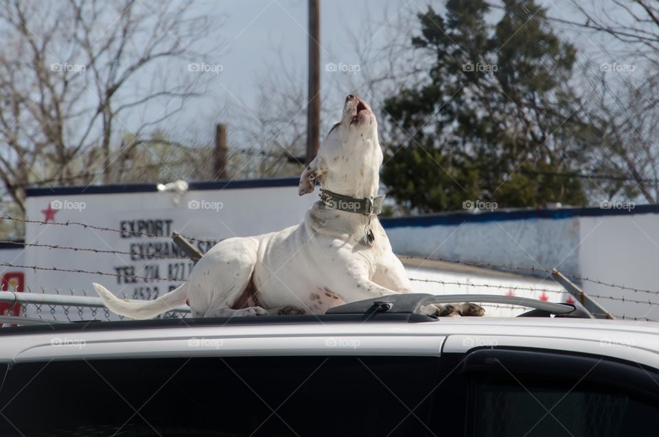 Howling junk yard dog