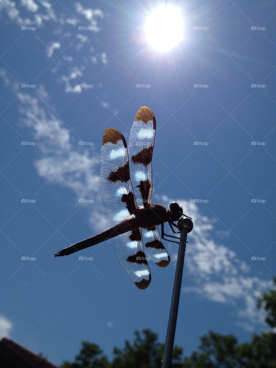 sky light nature pretty by somebeach