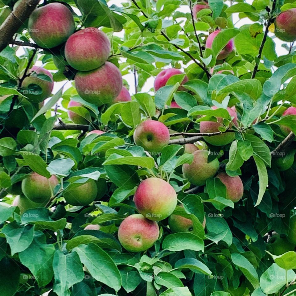 Orchard de la Savane at St-Hubert, Quebec, Canada 