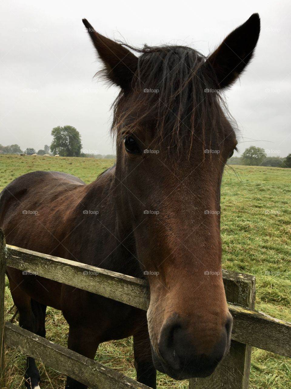 Friendly horse looking to say Hello 