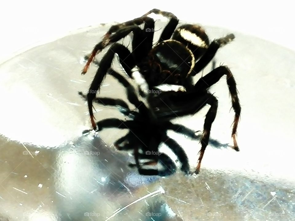 Spider in a sink