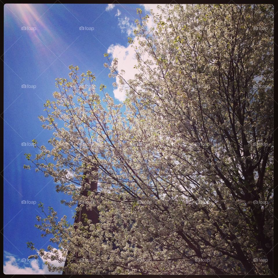 Springtime in Boston