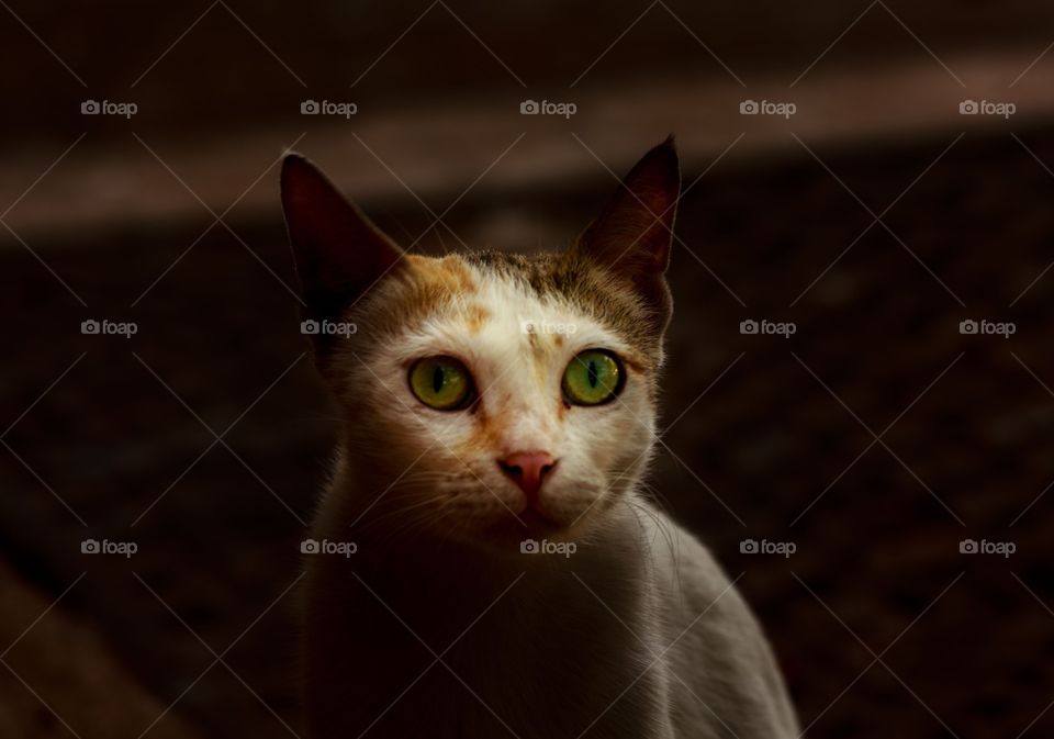 portrait of a pet cat