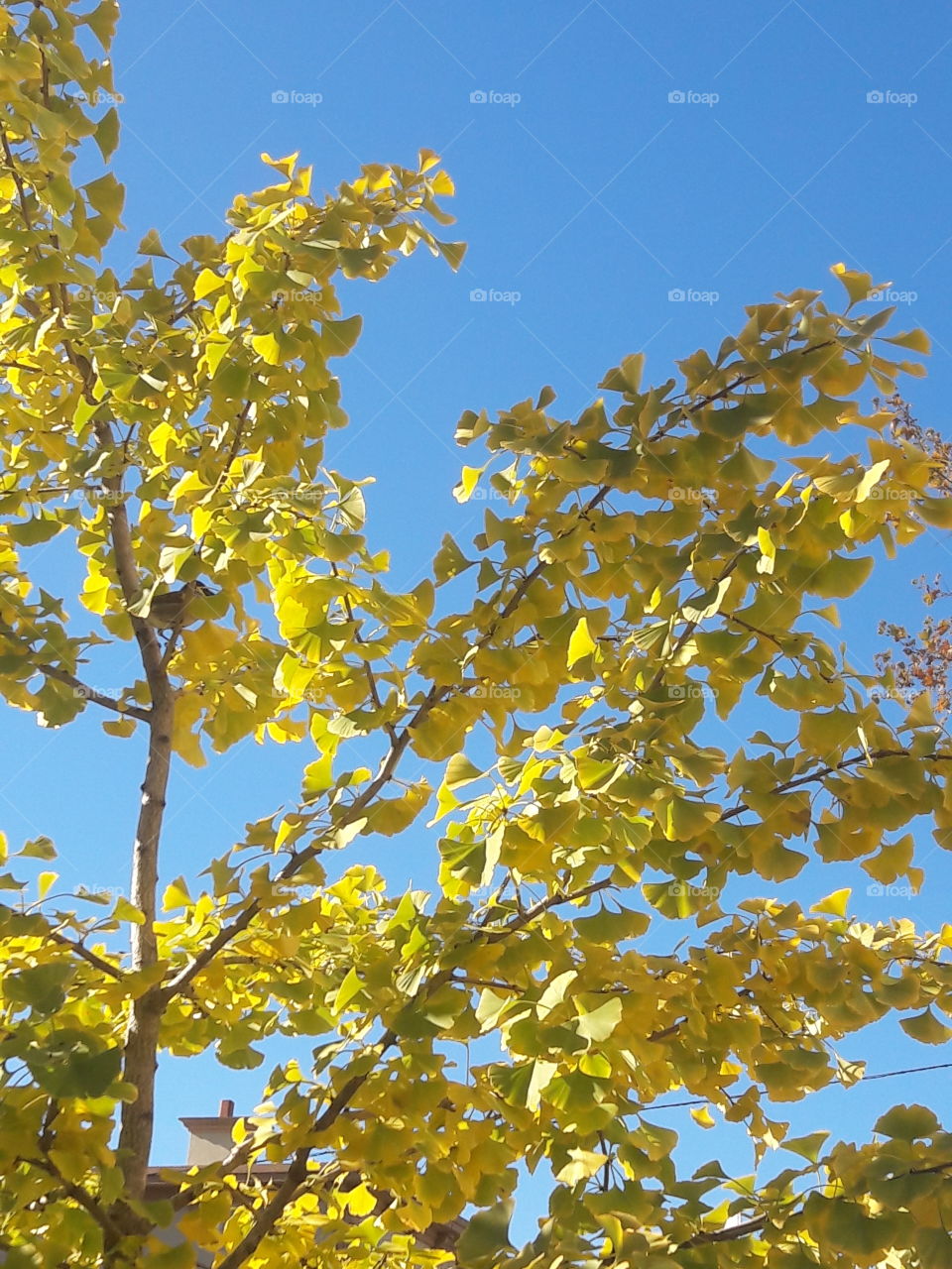 Fall foliage in yellow.