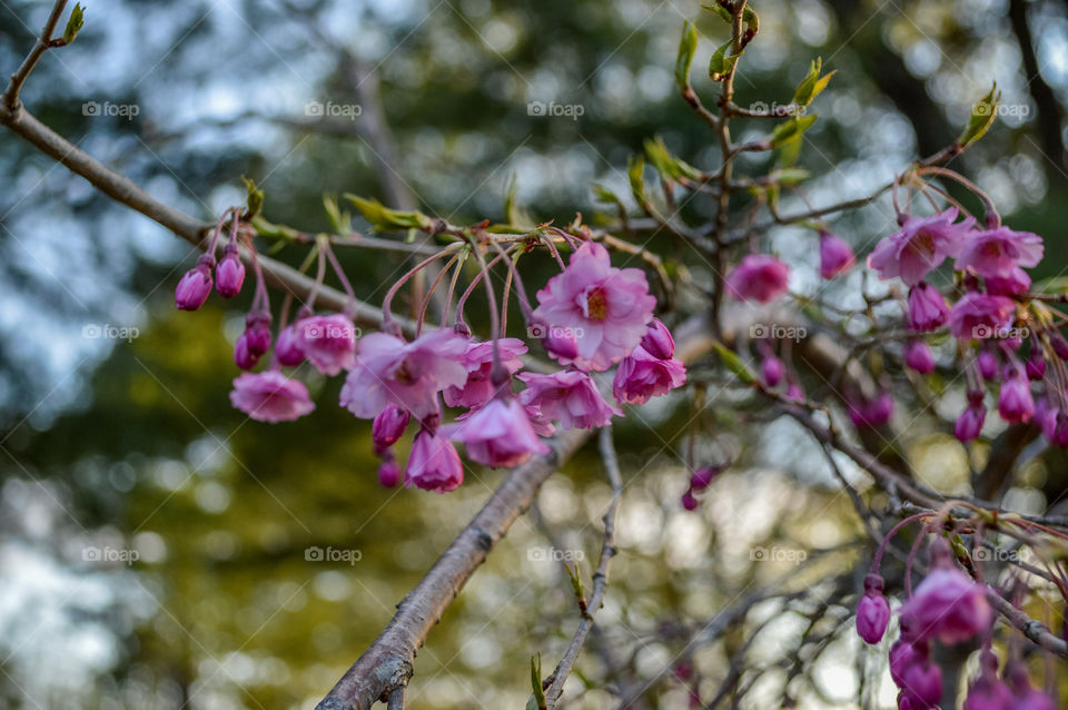 Close-up of pink flowers