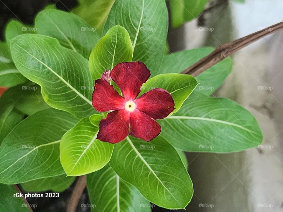 reddish brown vinca bud