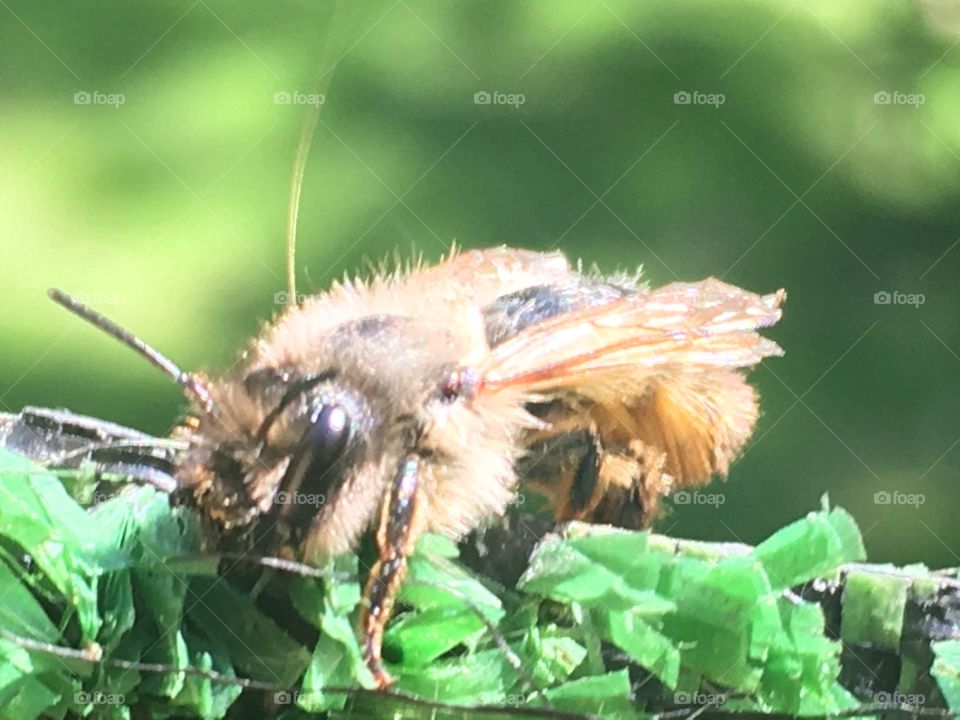 Bee 