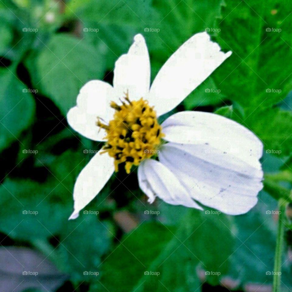 wild flower