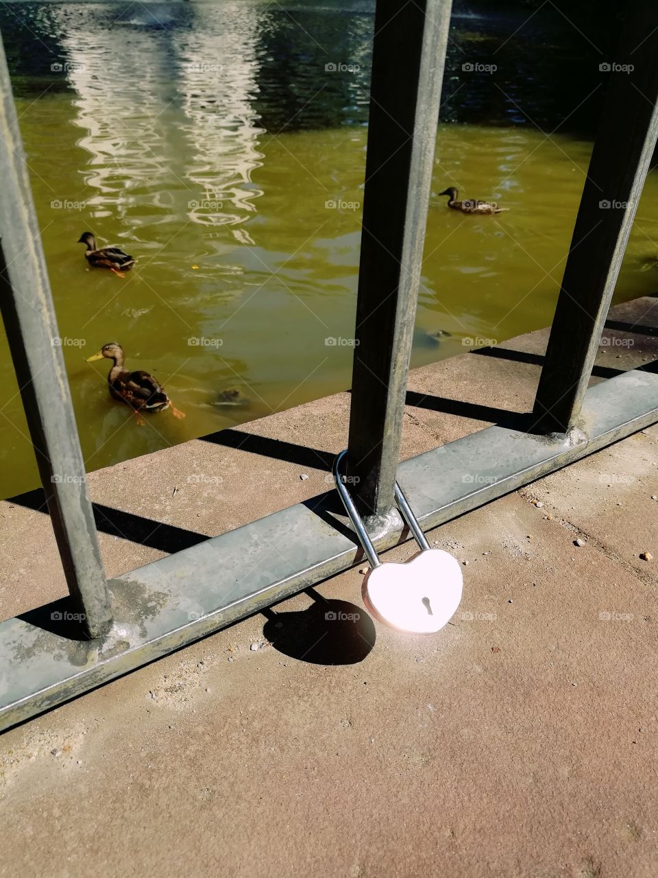 Shadow of a love lock and two ducks