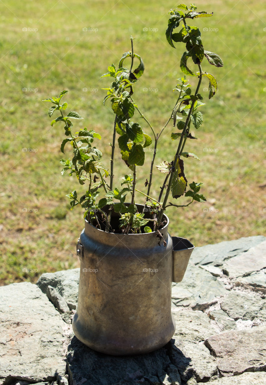 old tea pitcher