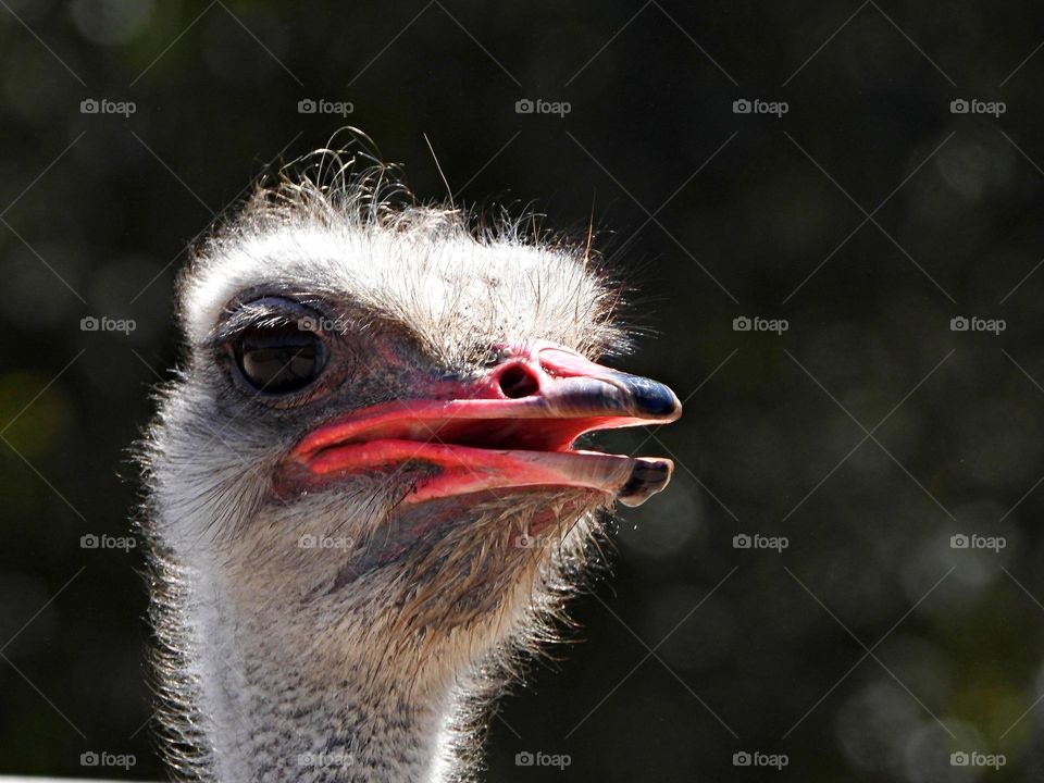 Unusual sus-pets - Ostrich face - Because the ostrich has an elongated neck and large protruding eyes shadowed by long lashes, it has been likened to a camel