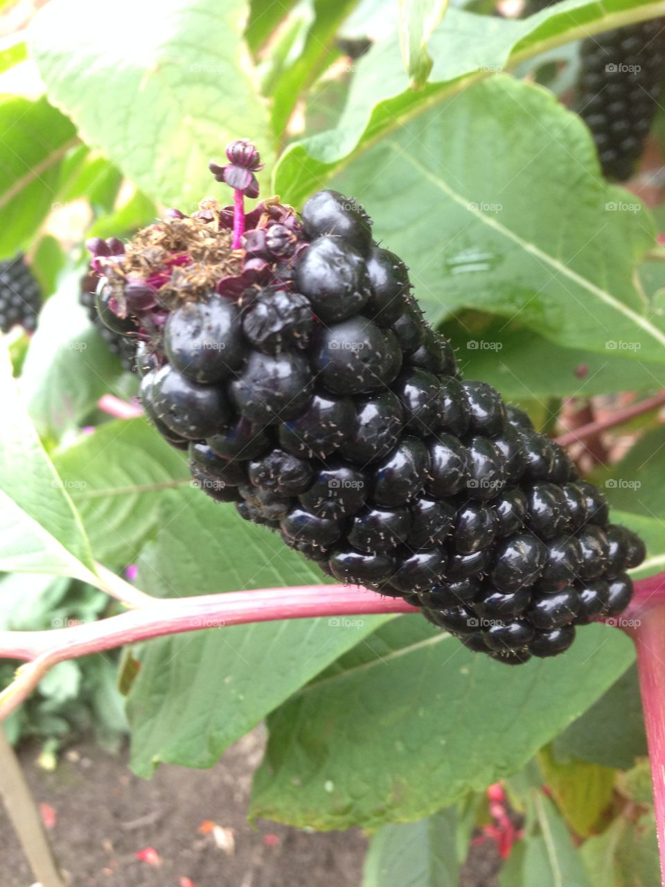 Black berries