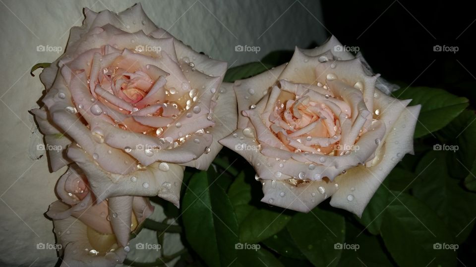 white roses with rainwater