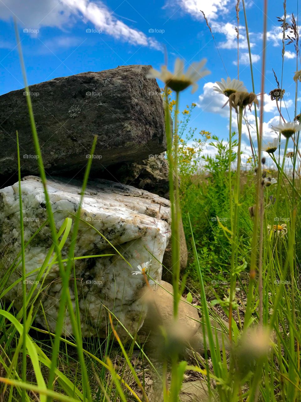 Field mouse’s view