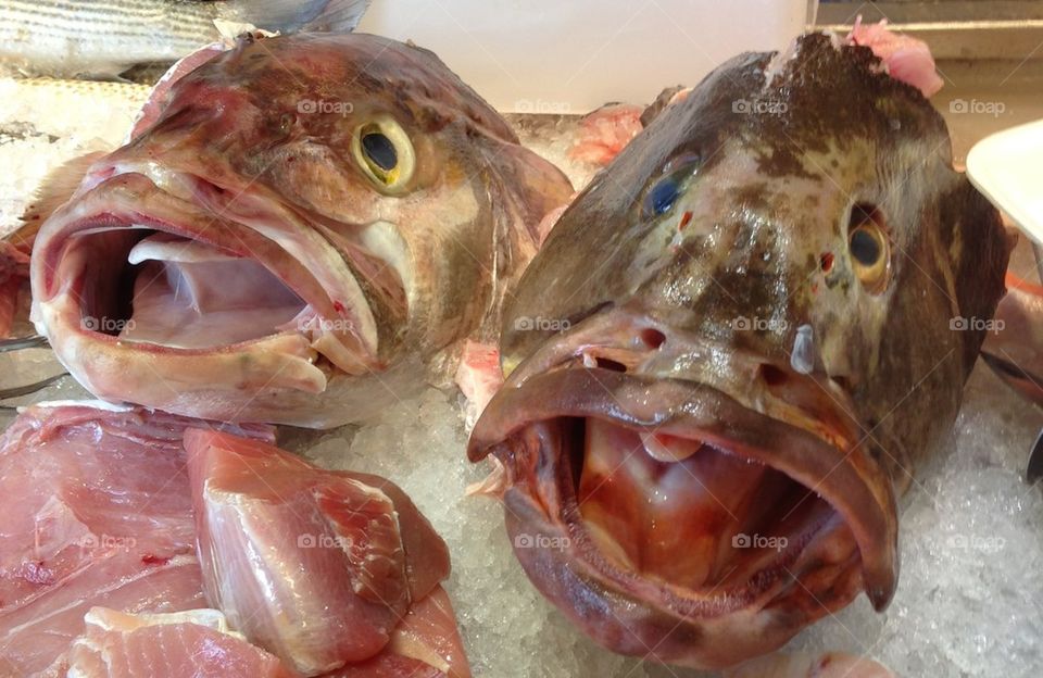 city fish eye market by yaelik