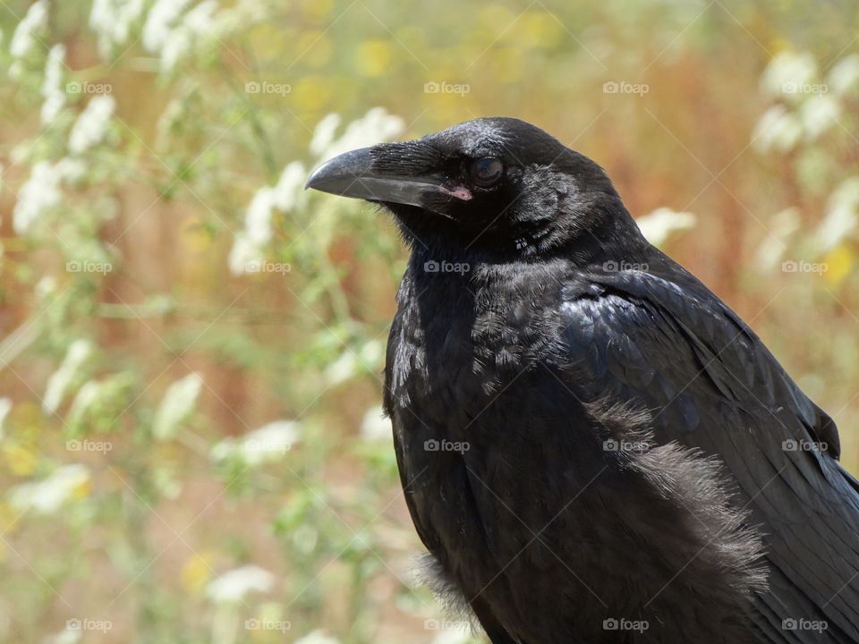 Common Raven