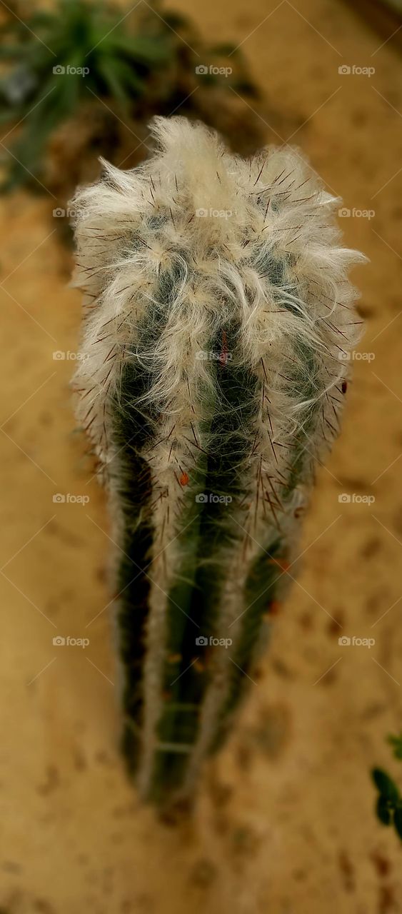 hairy Cactus