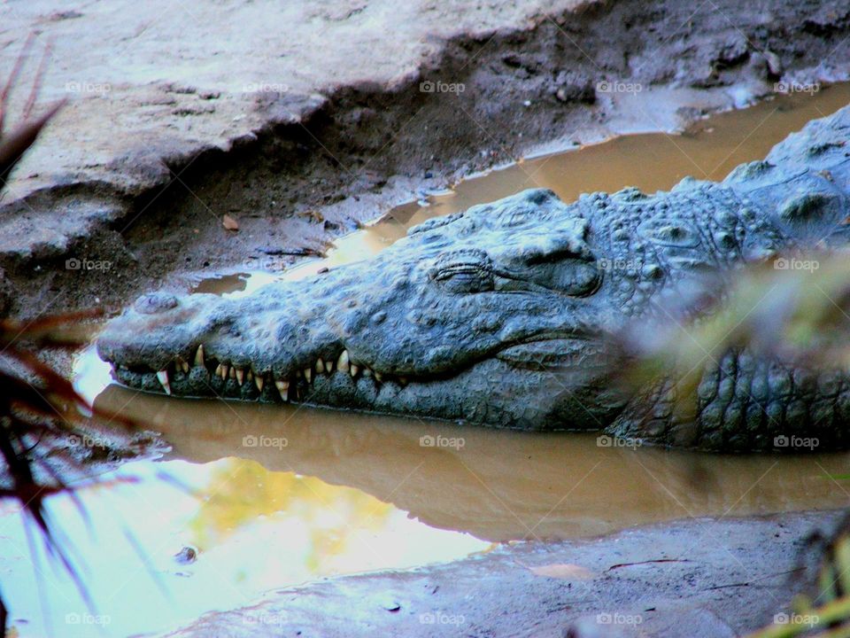 Sleeping and Smilling