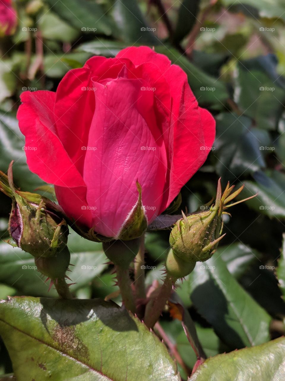 Lovely blooming rose