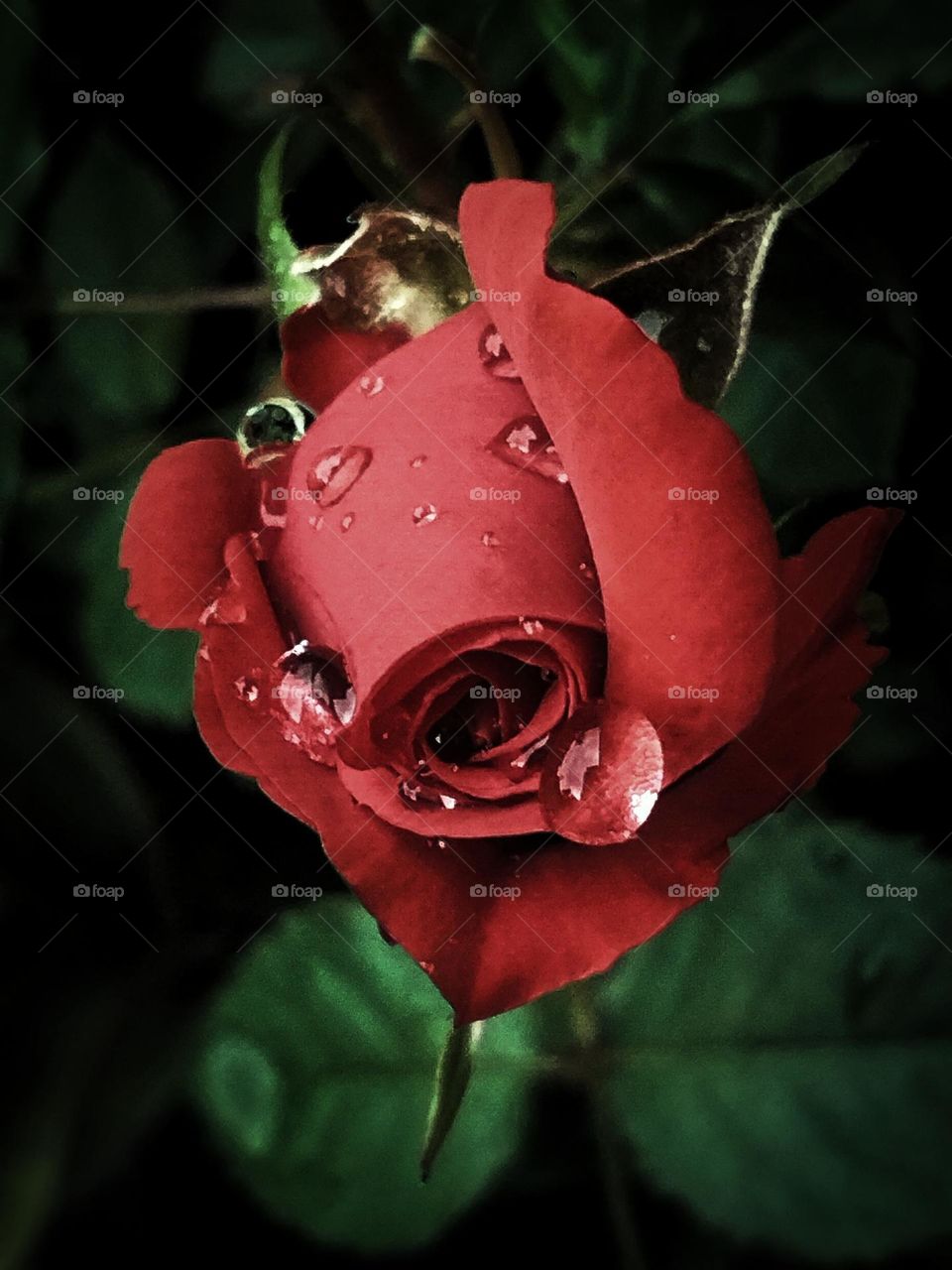 Red Rose