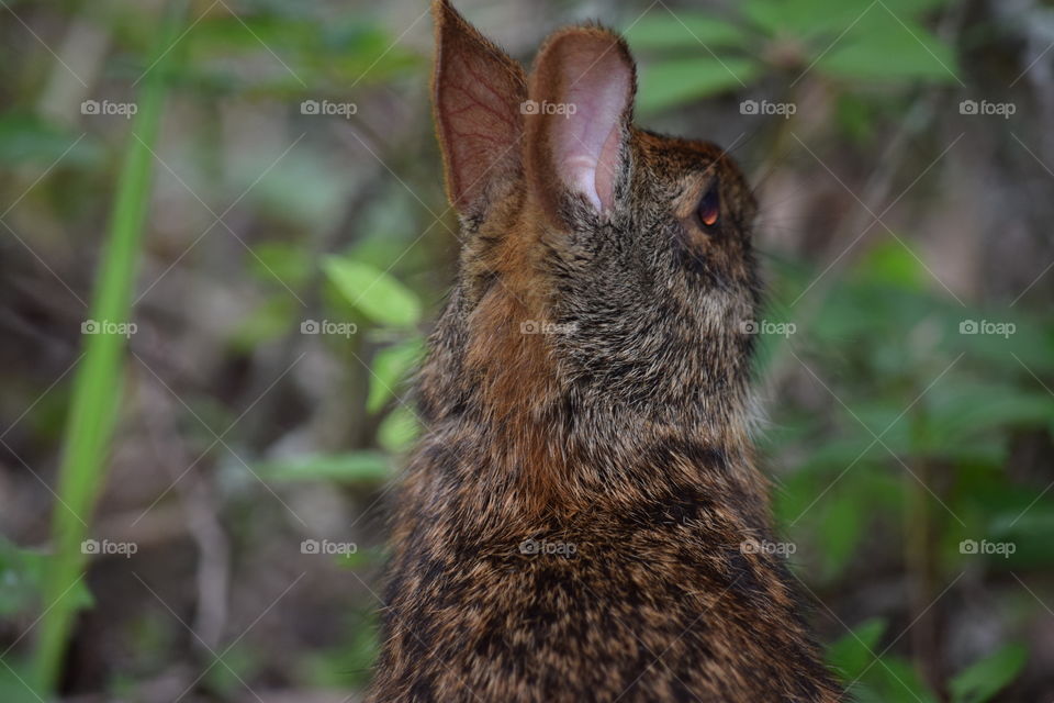 Rabbit ears 