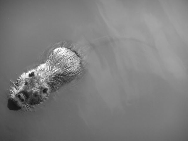 coypu