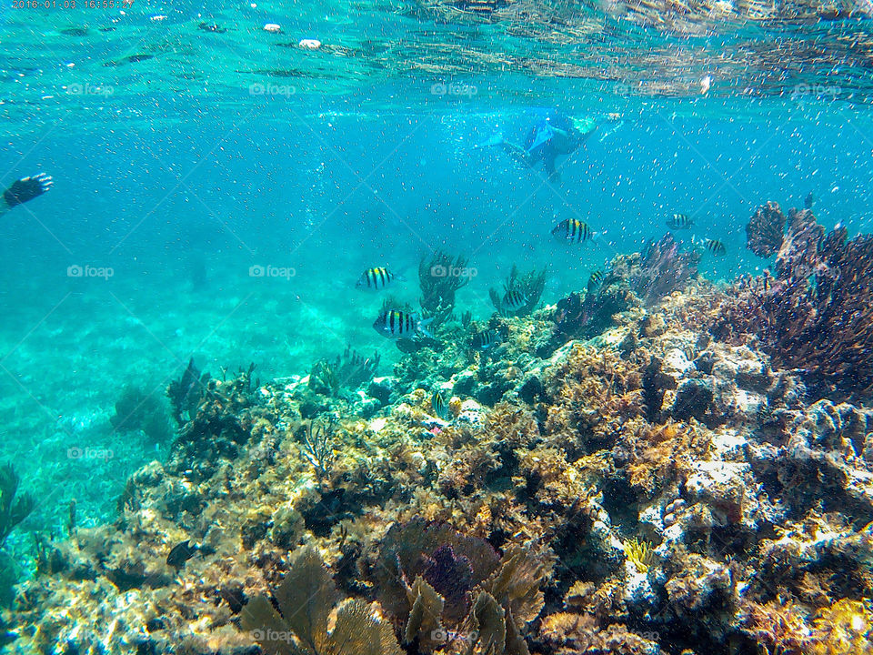 coral reef with school of fish