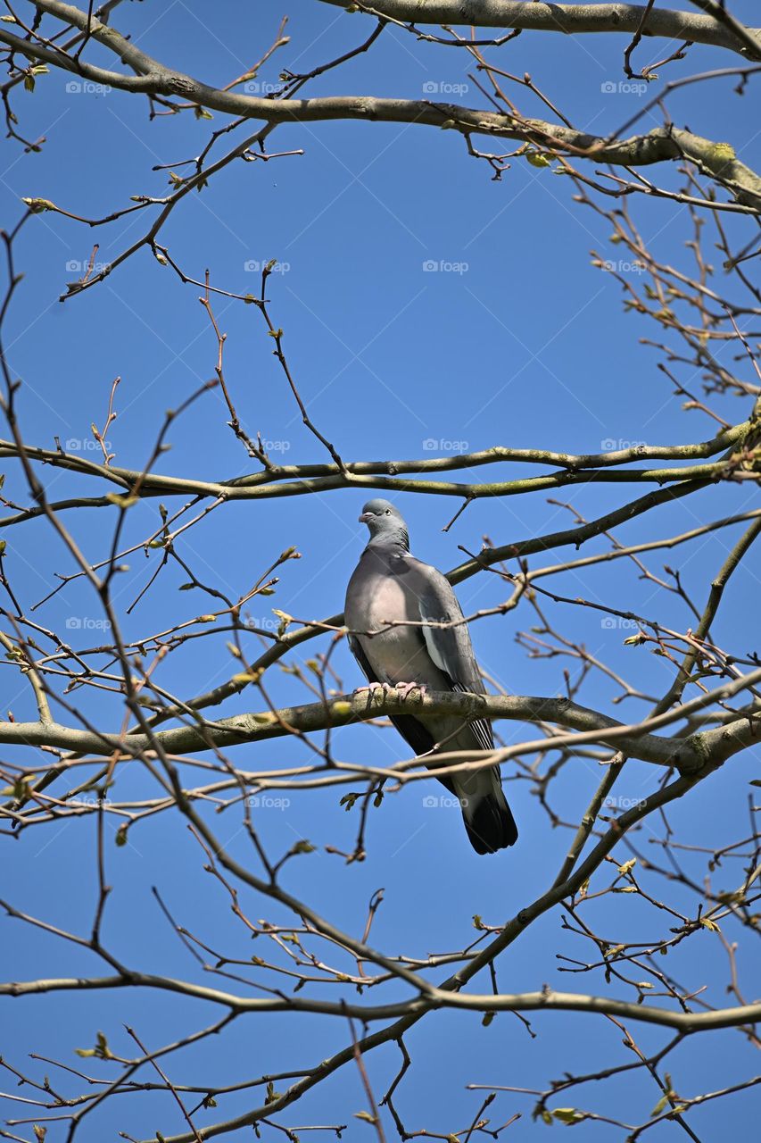 A proud pigeon perching on a protruding branch 