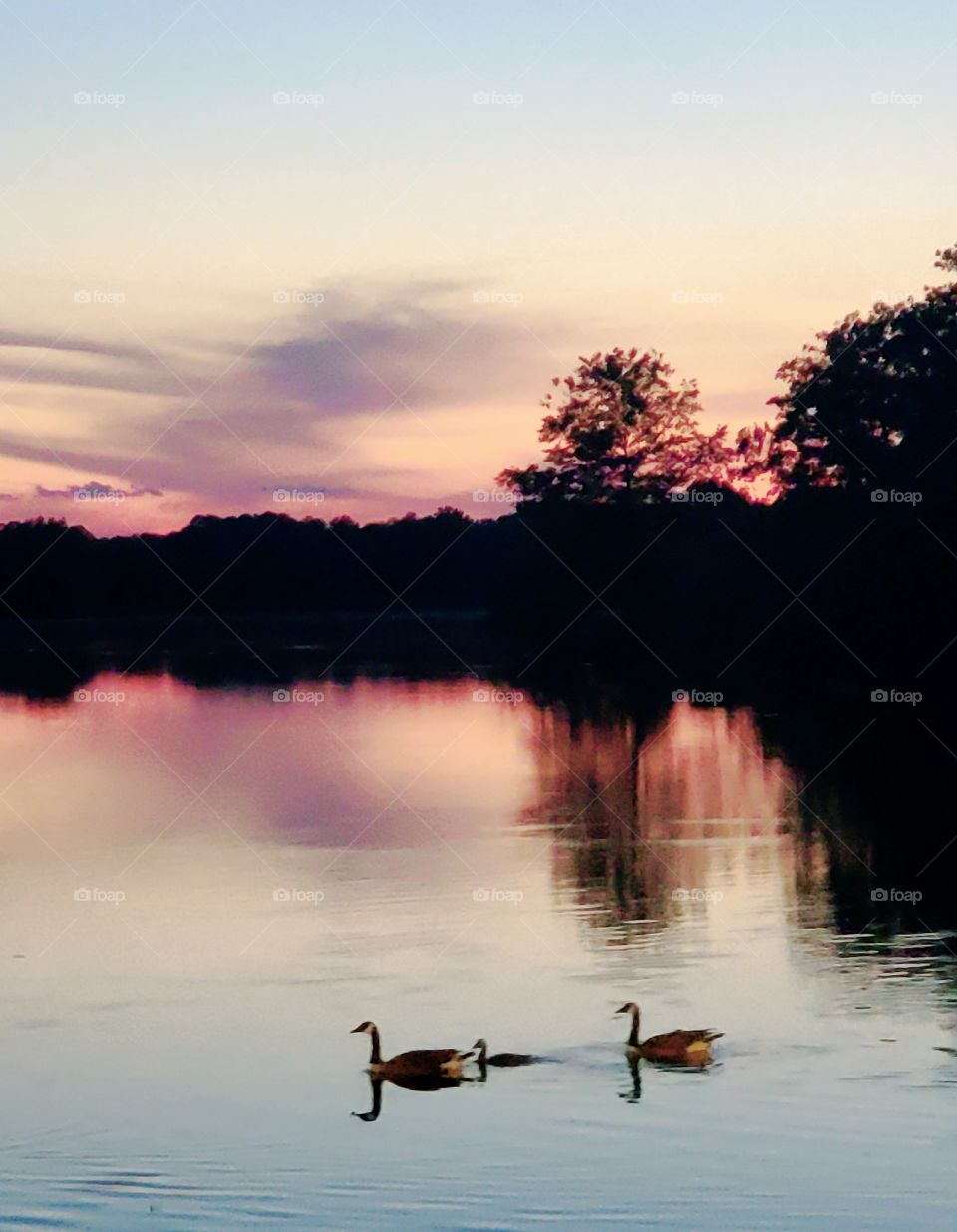 ducks swimming across river at sunset