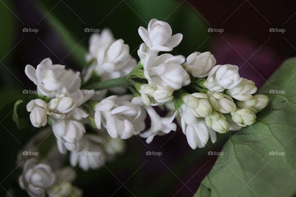 lilac flower