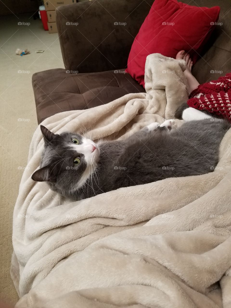 Jasper lying on a blanket