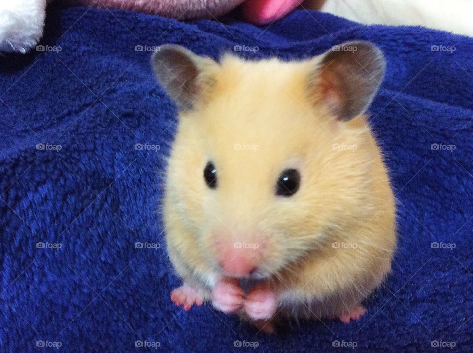 My little hamster is so cute.