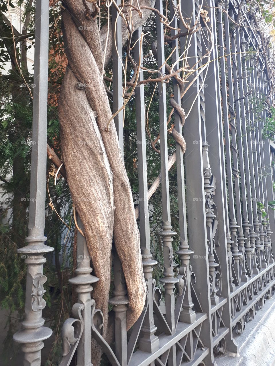 Trunk at the gate