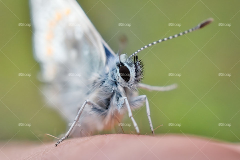 Butterfly on my finger