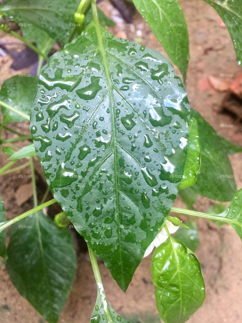 Drops on leaf after rain