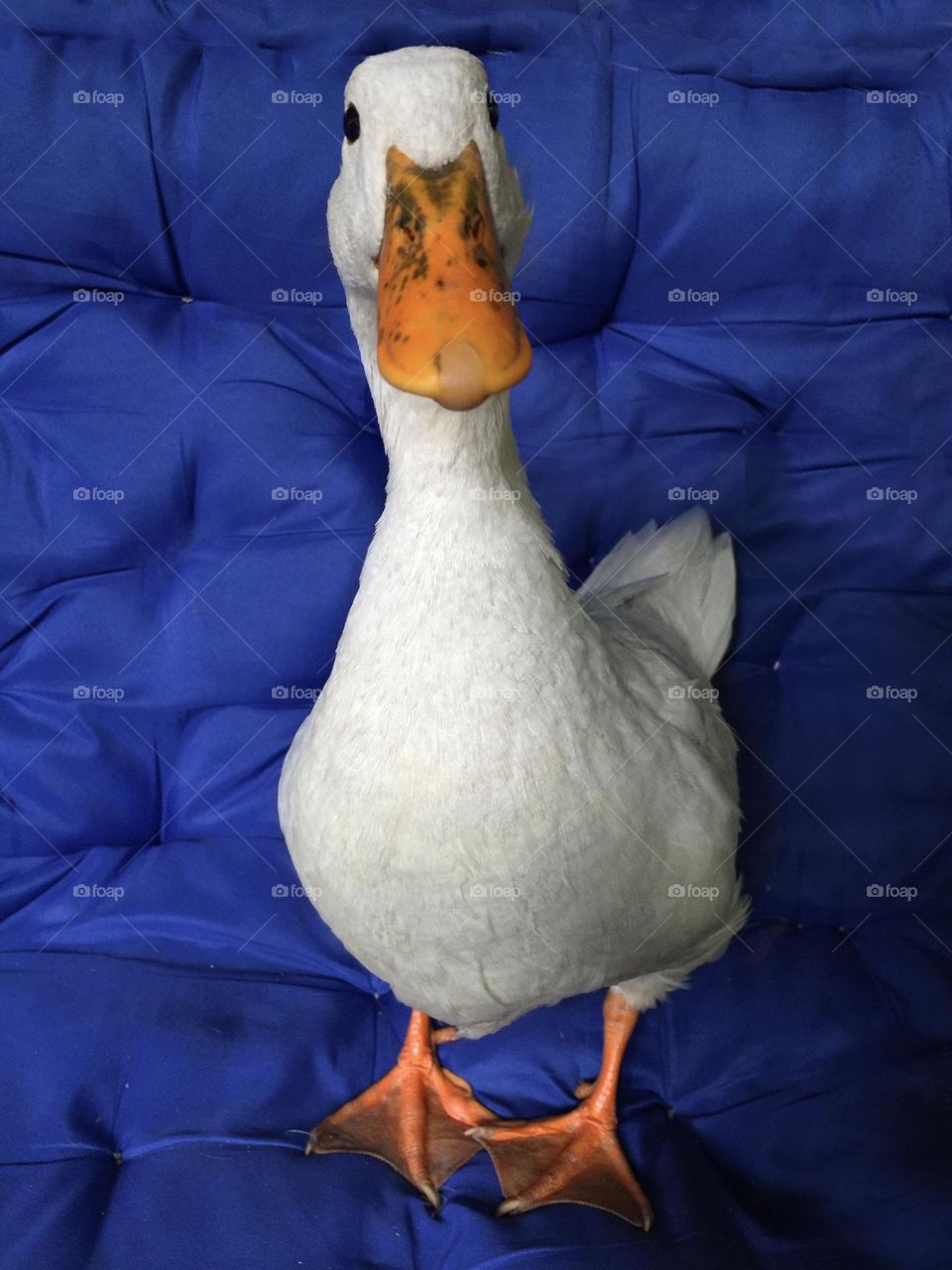 Duck