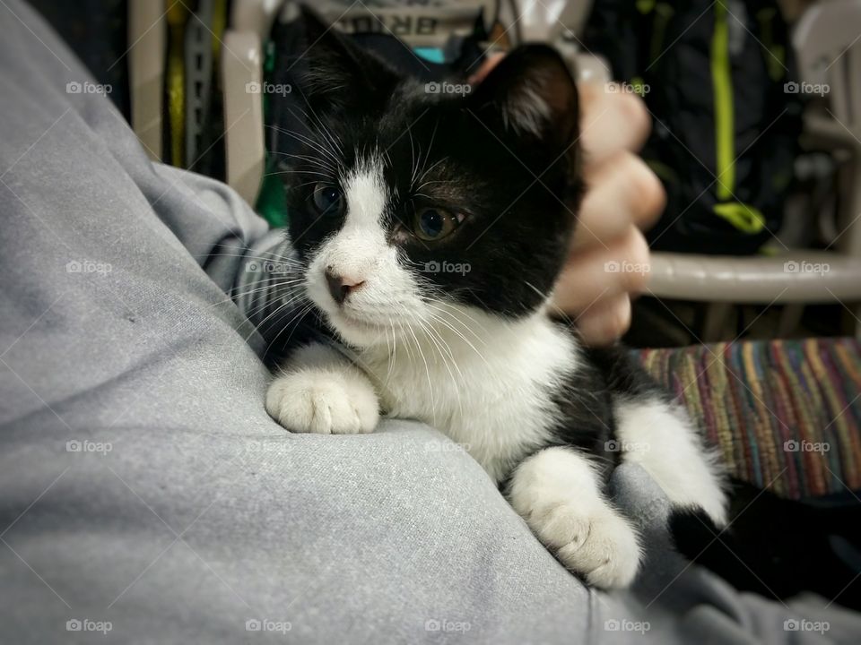 Petting a Black and White Kitten