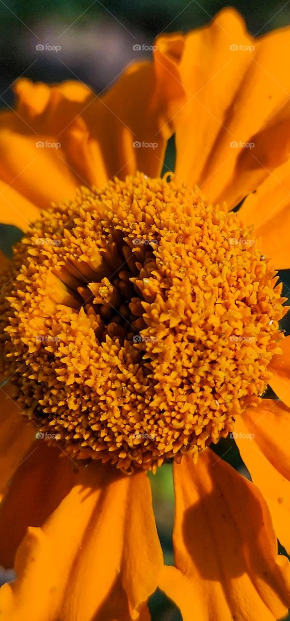 sunflower Closeup