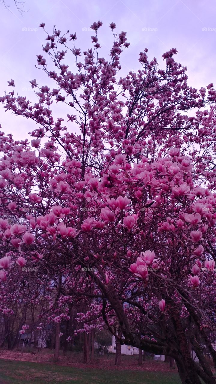 pink pink magnolia