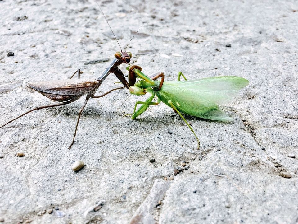 Female of Praying mantis eating her partner 