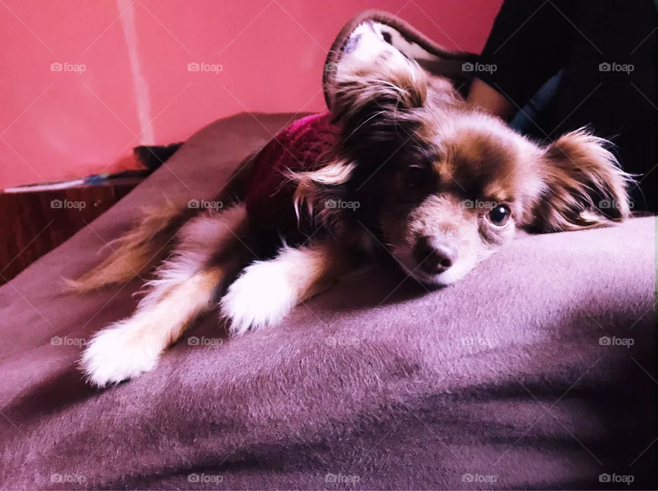 Chihuahua 