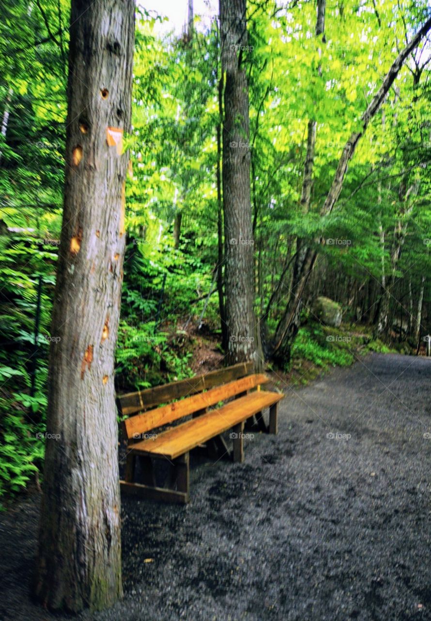 a bench in the forest