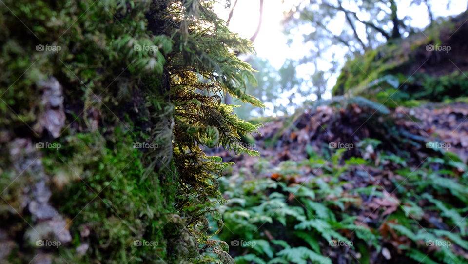 Light caught in moss in a forest