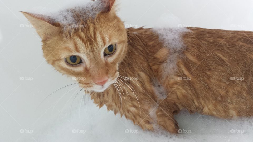 Tiger takes a bath