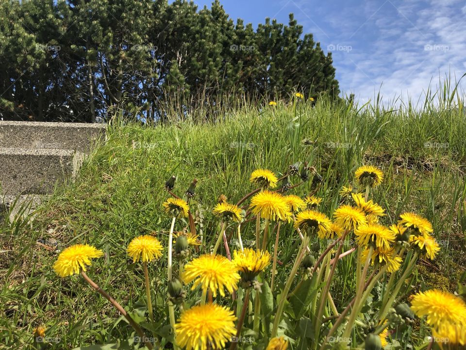 Growing up is hard to do ,but a necessary thing as it’s what makes the world go round.