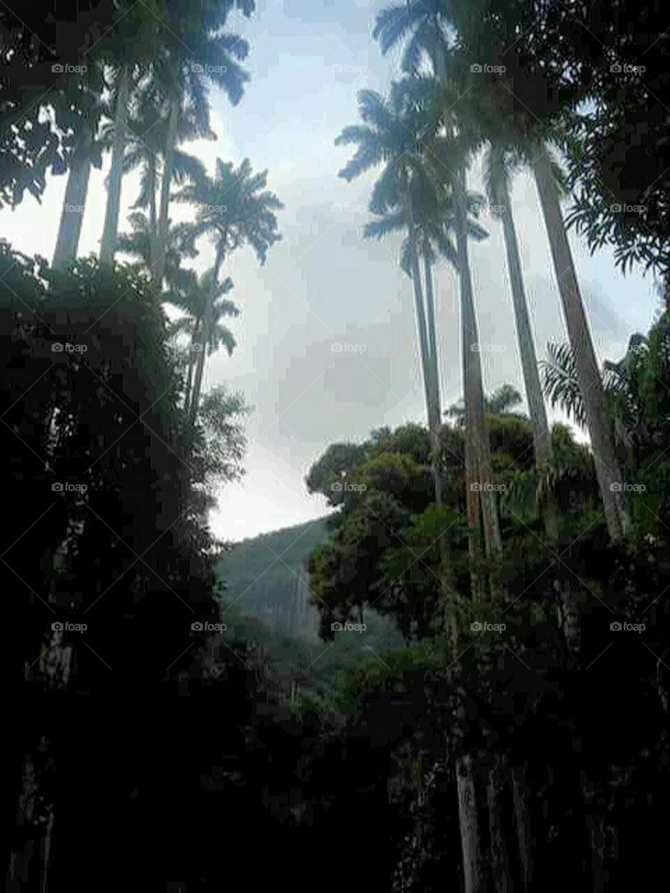 Tijuca Rainforest