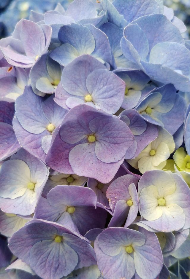 Hydrangea Close-up