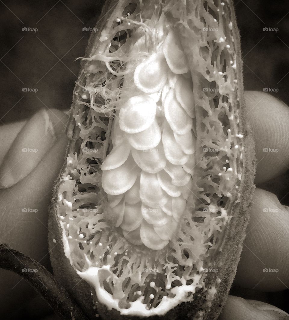 Milkweed, a Mecca for monarchs! 