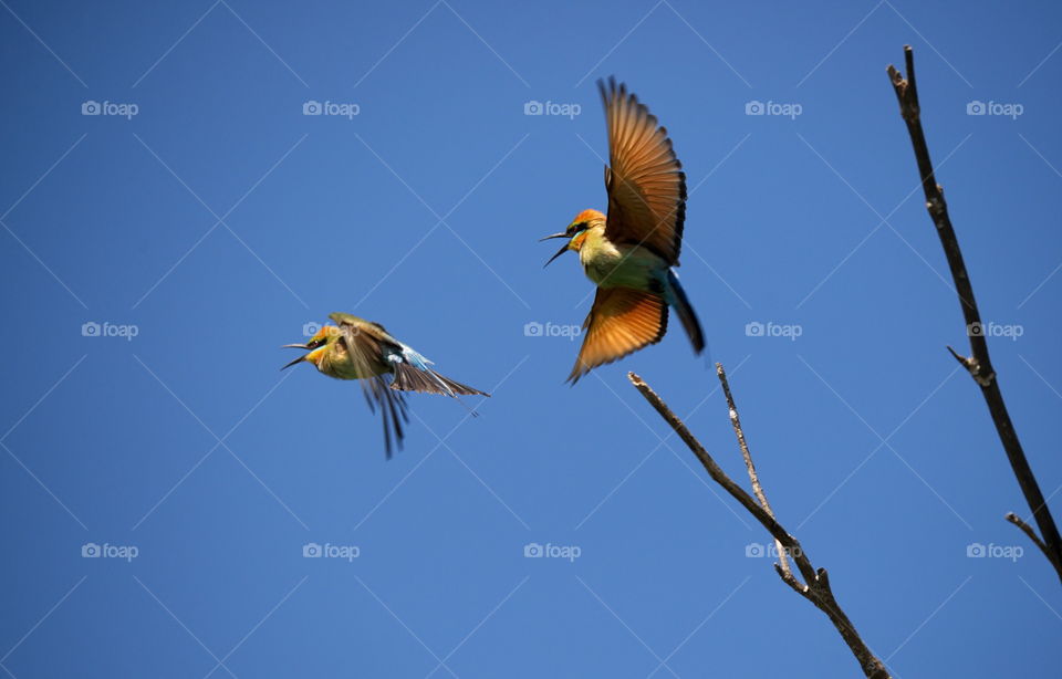 Rainbow bee eater having a fight