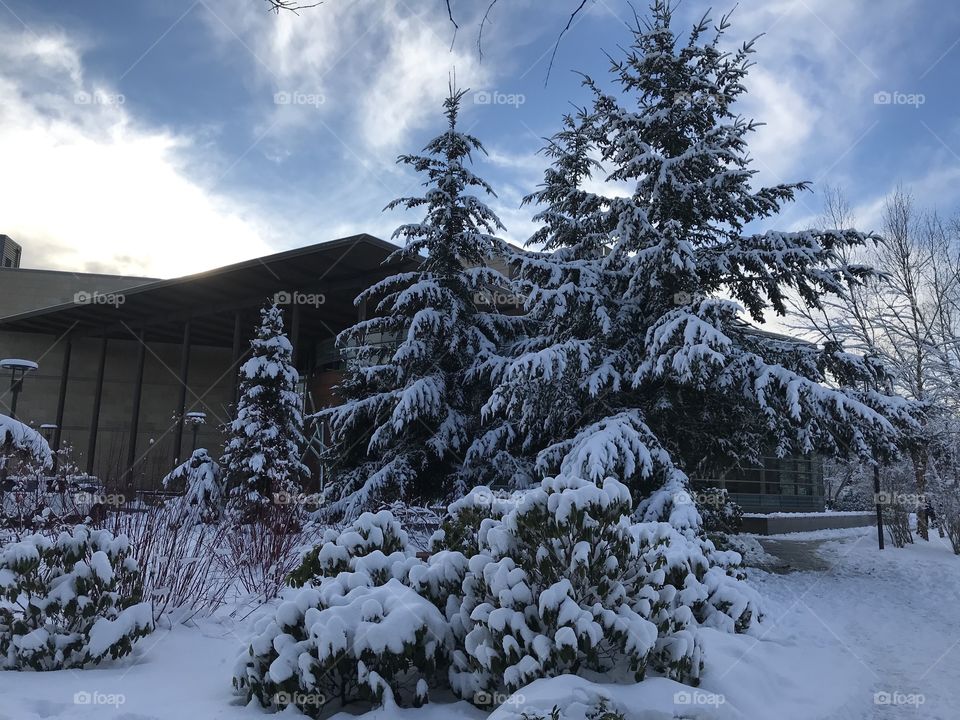 Snow covered trees in Redmond, Washington 